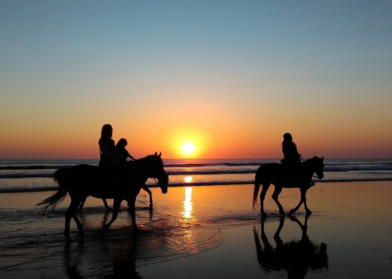 photo de cheval qui se balade sur la plage